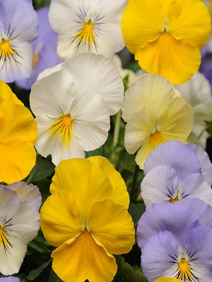 Pansy Cool Wave Pastel Mix Bowl